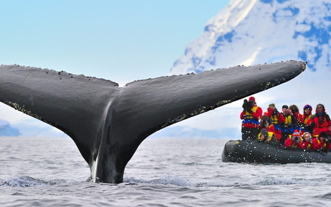 Renowned Whale Research Scientist Ari Friedlaender Joins Nat Hab Travelers in Antarctica