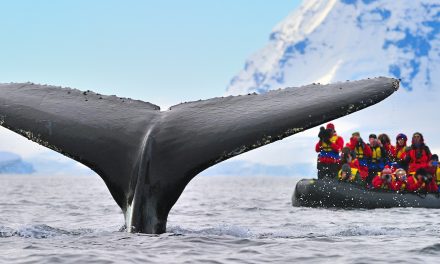 Renowned Whale Research Scientist Ari Friedlaender Joins Nat Hab Travelers in Antarctica