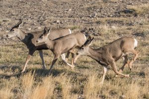 Mule Deer Wyoming