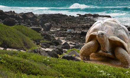 Galapagos: Fit Birds and Darwin’s Fine Books