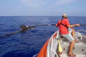 Ari Friedlaender attaches a D-TAG to a pilot whale.