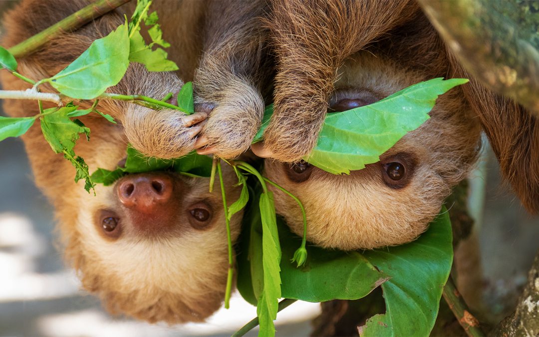 5 Safari Destinations Outside of Africa