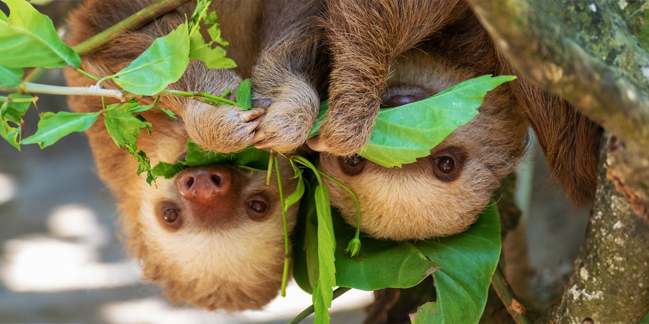 5 Safari Destinations Outside of Africa