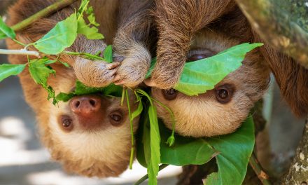 5 Safari Destinations Outside of Africa