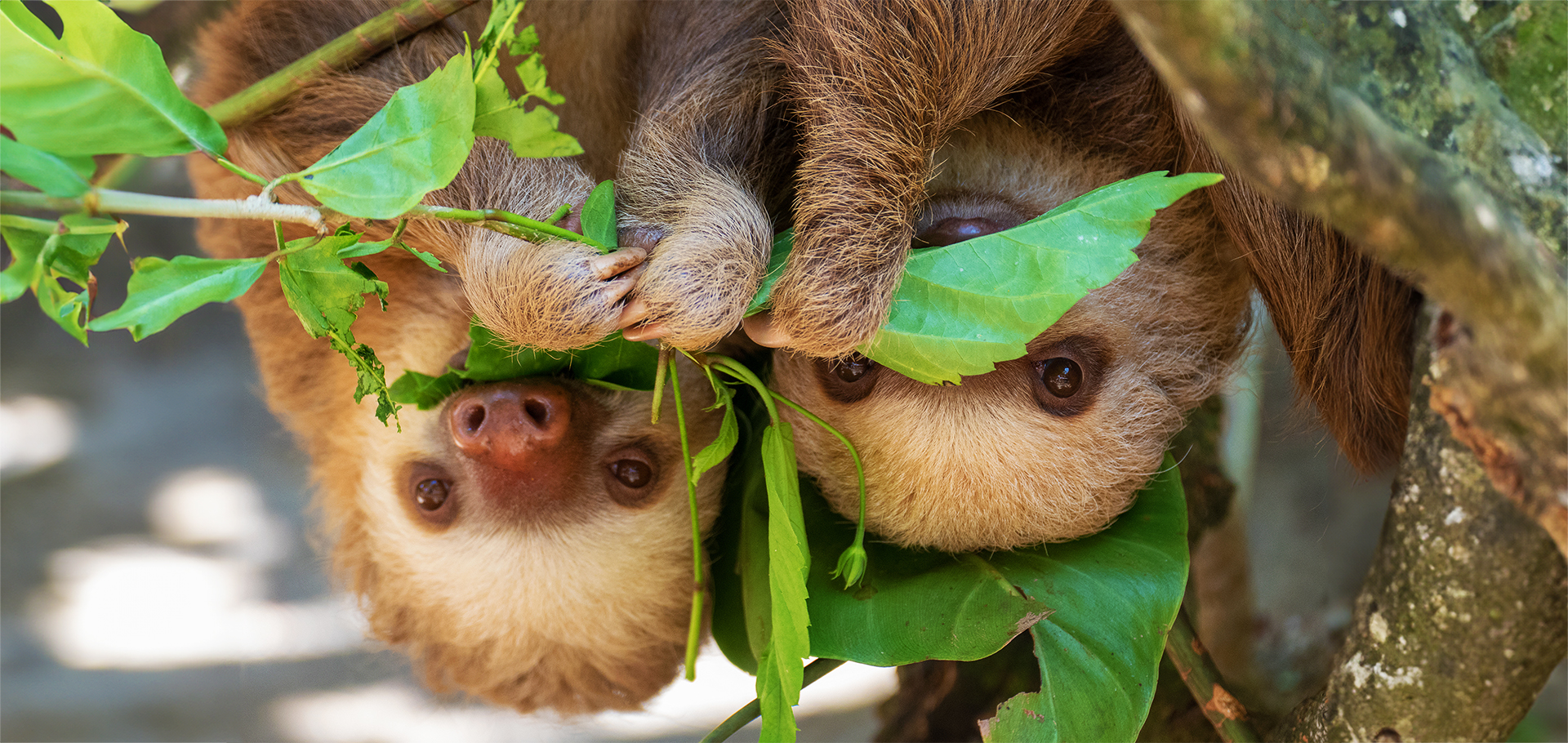 baby sloths costa rica