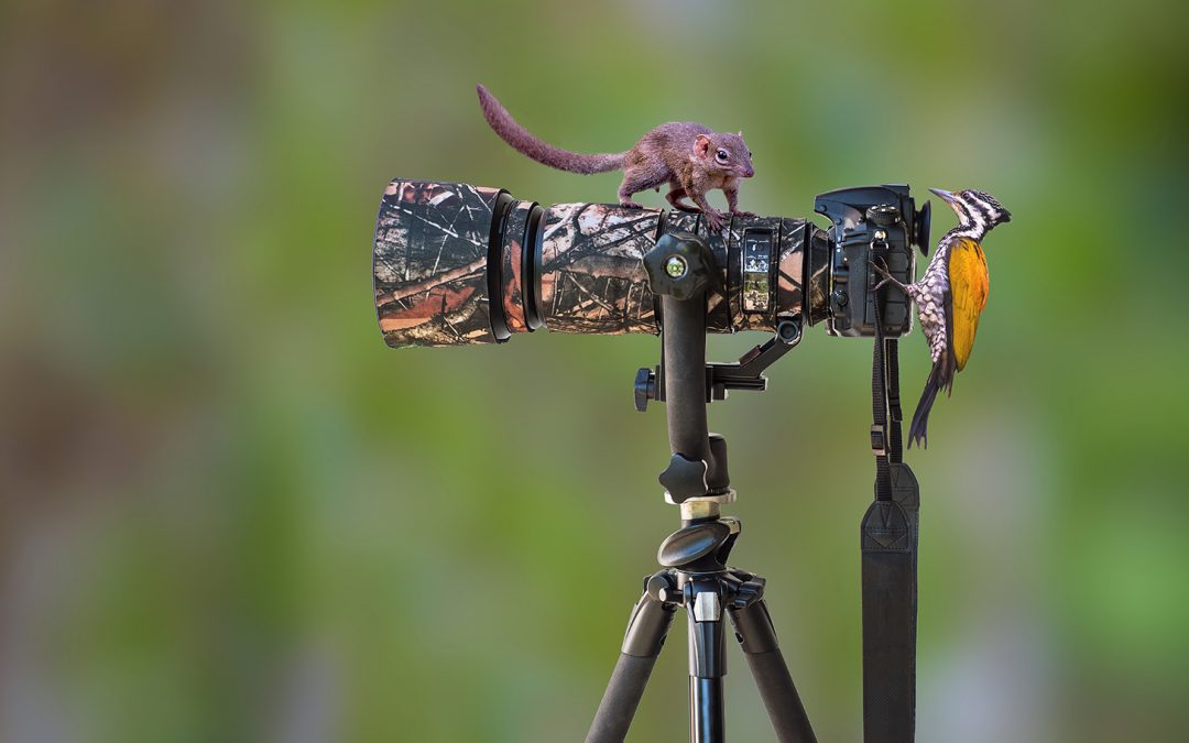 5 Steps to Become a Conservation Photographer