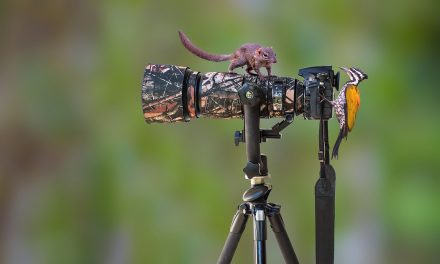 5 Steps to Become a Conservation Photographer