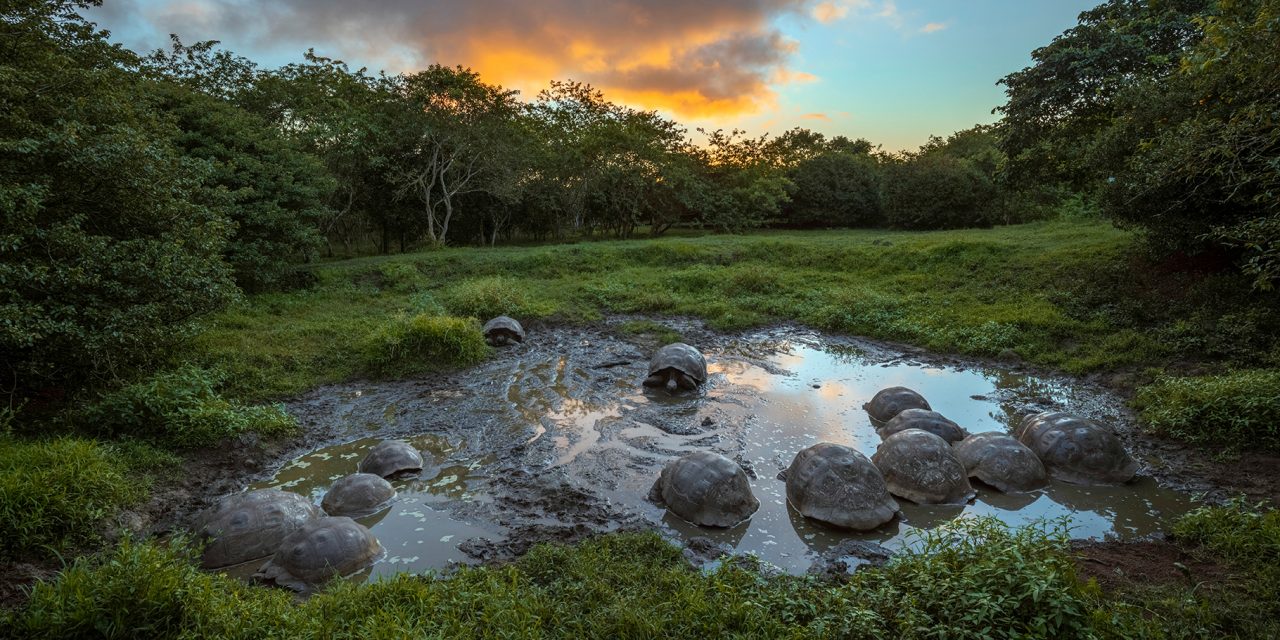 The Galapagos Tortoises Reviving an Island’s Ecosystem