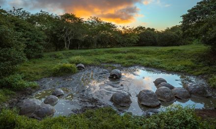 The Galapagos Tortoises Reviving an Island’s Ecosystem