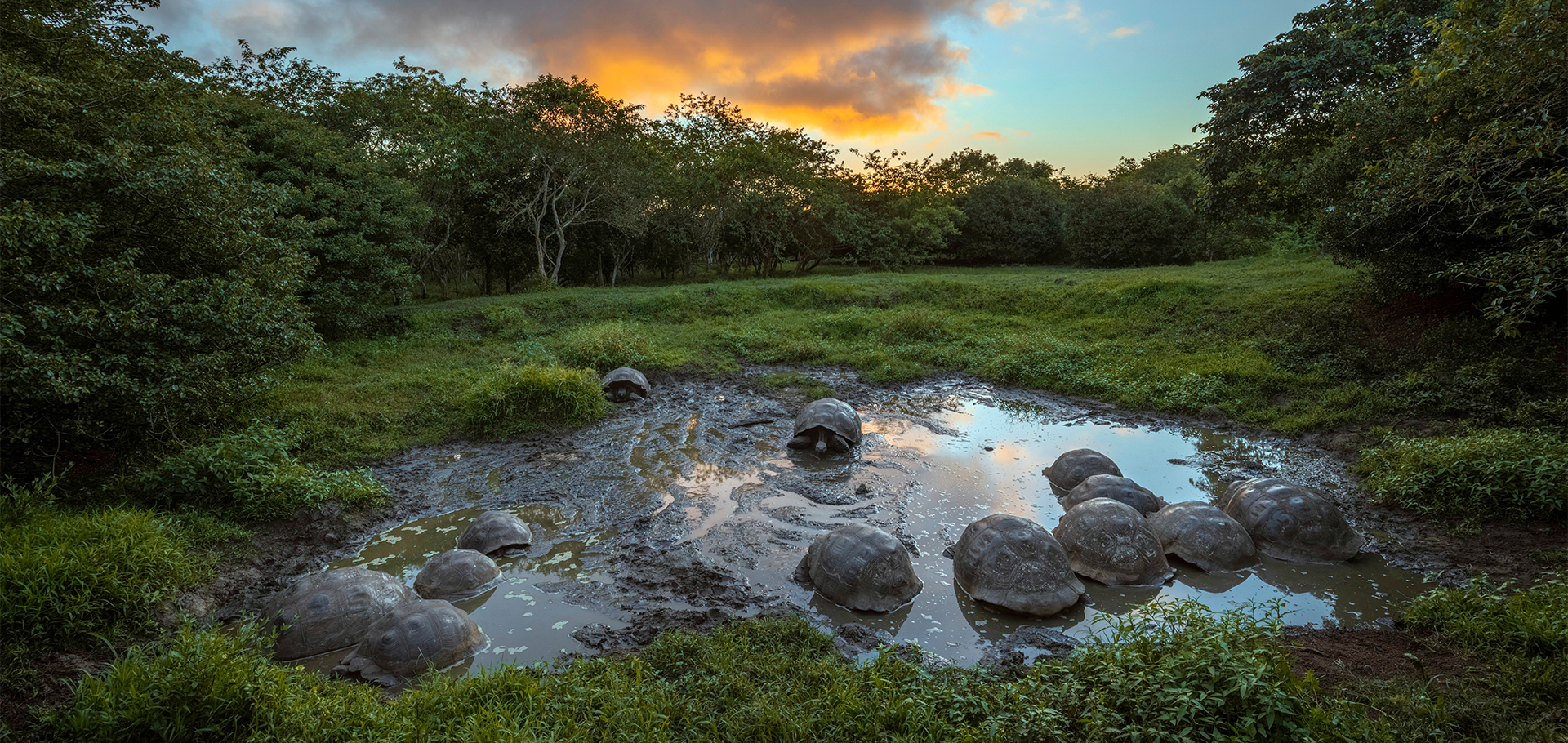 galapagos tortoises santa cruz island conservation
