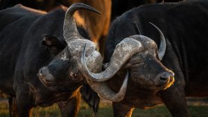 Cape Buffalo