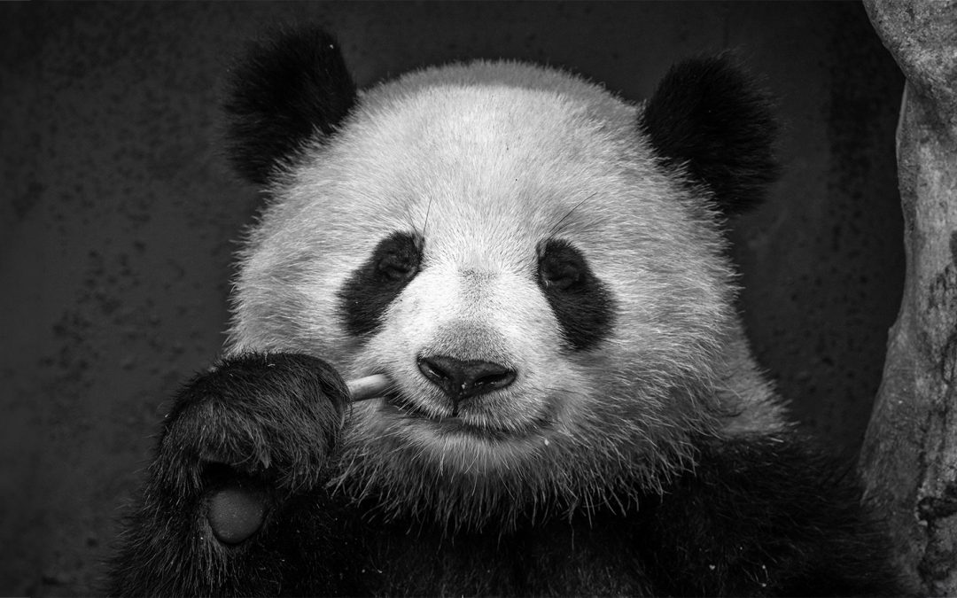 What’s in My Camera Bag? Wild China Photo Expedition