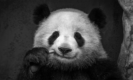 What’s in My Camera Bag? Wild China Photo Expedition