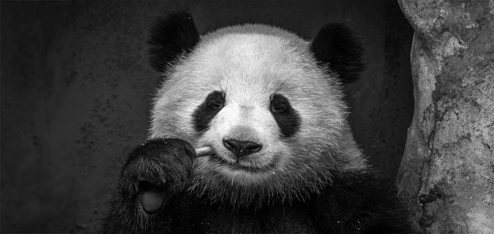 panda bear black and white china