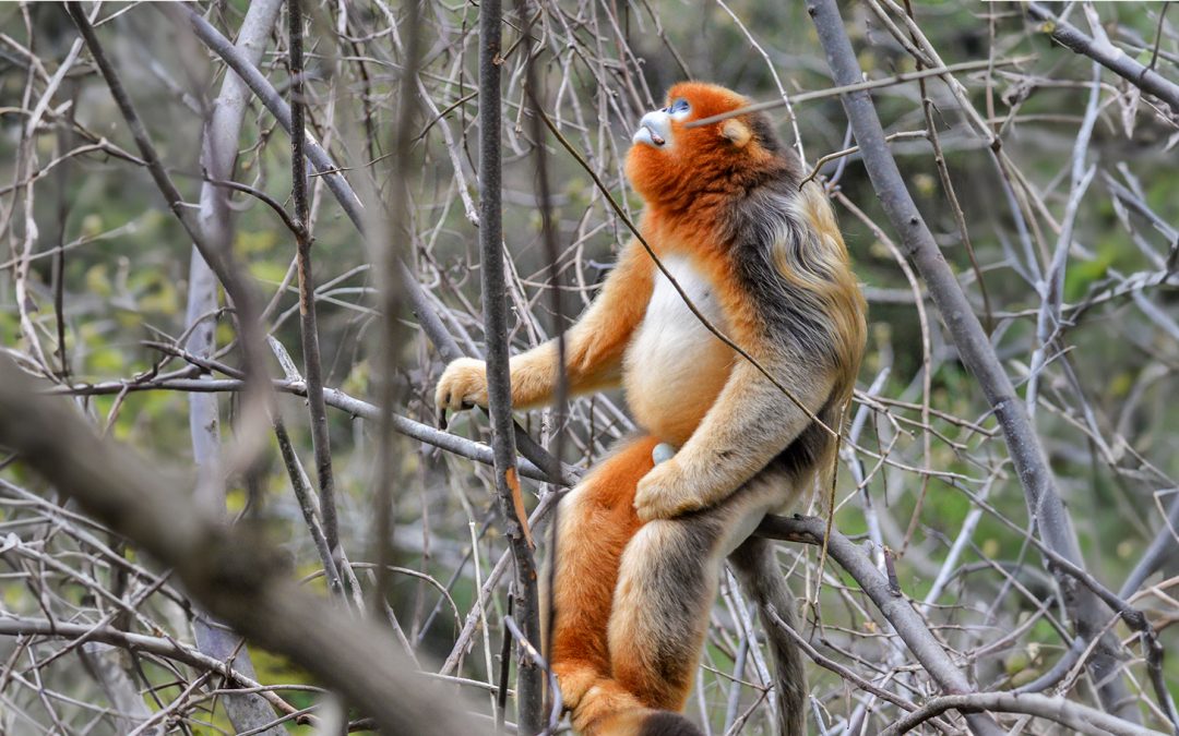 Photograph Endangered Golden Snub-Nosed Monkeys in China’s Nature Reserves