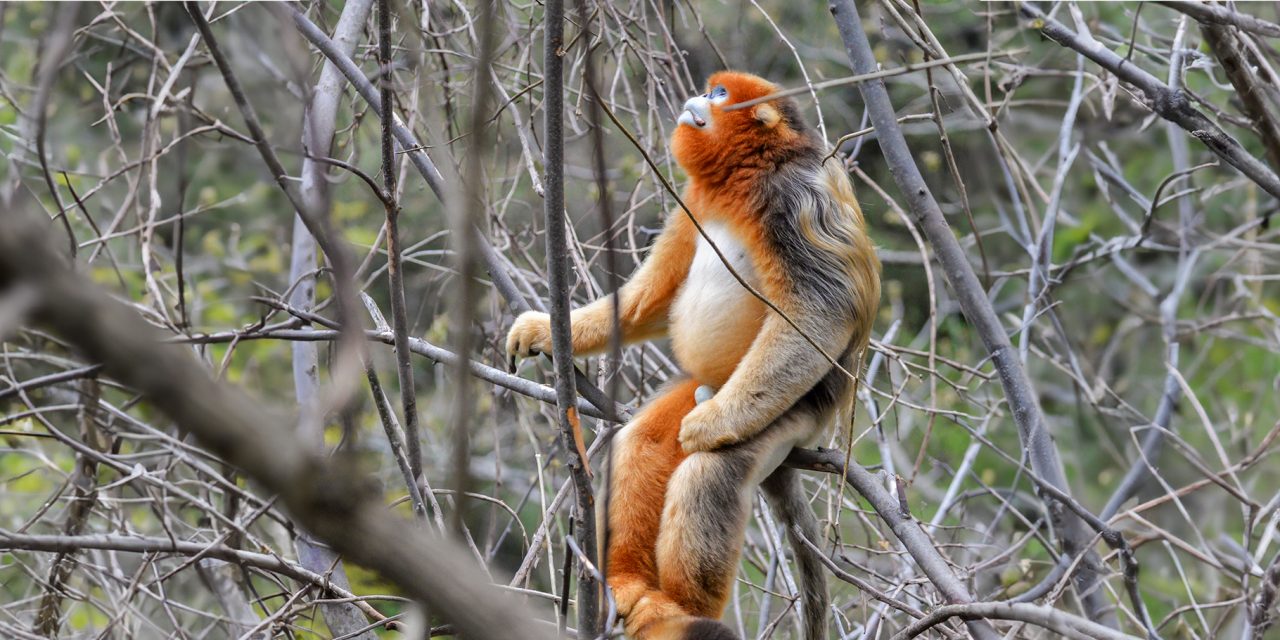 Photograph Endangered Golden Snub-Nosed Monkeys in China’s Nature Reserves