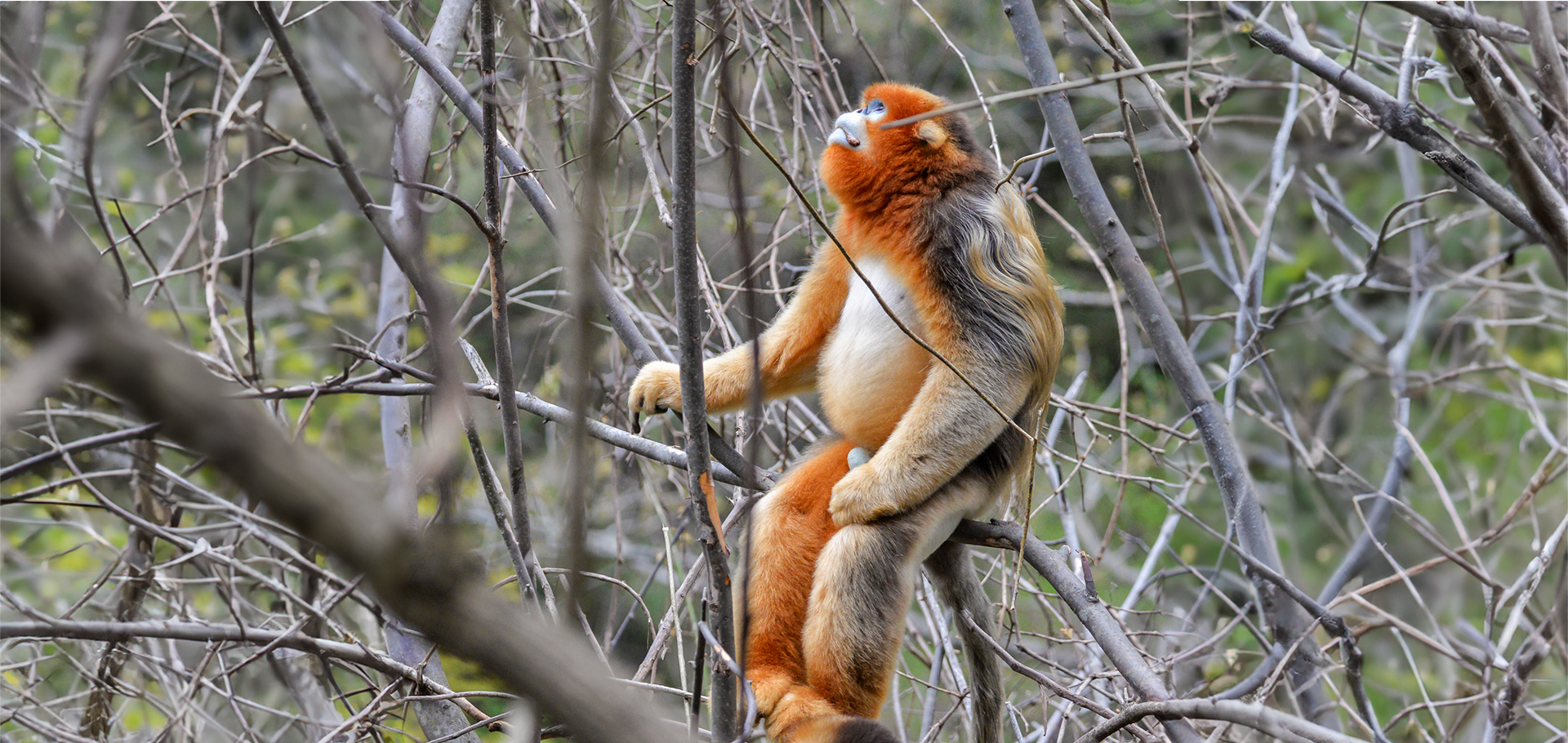 snub nose monkey china