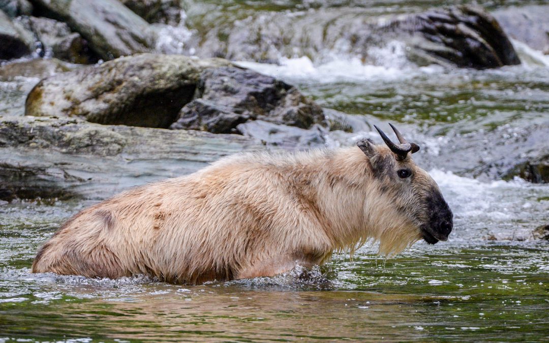 Sichuan Takin Flourish at China’s Wild Panda Nature Reserve