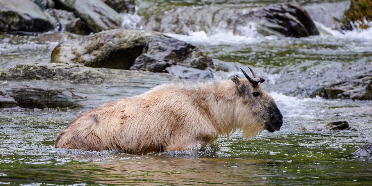 Sichuan Takin Flourish at China’s Wild Panda Nature Reserve