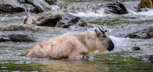 Sichuan Takin