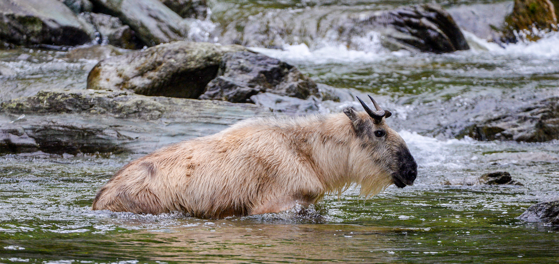 Sichuan Takin