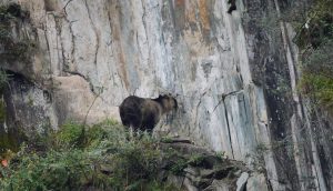 Sichuan Takin