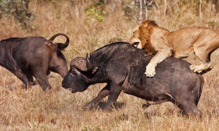 Lion Longevity: Ants, Politics and Social Contexts