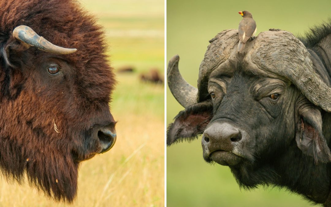 What’s the Difference Between Bison and Buffalo?