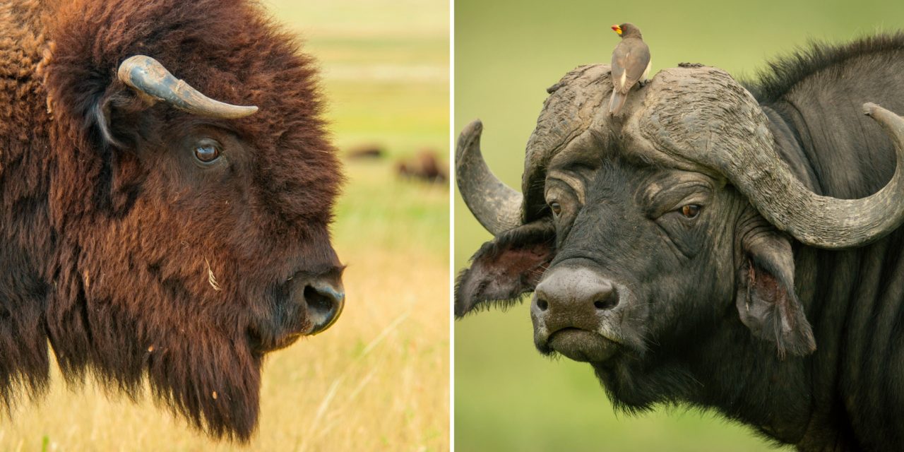 What’s the Difference Between Bison and Buffalo?