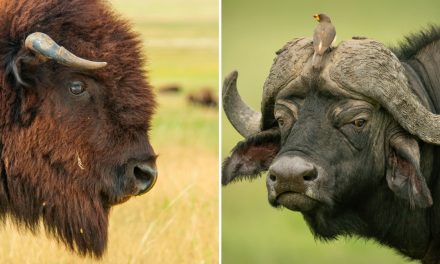 What’s the Difference Between Bison and Buffalo?