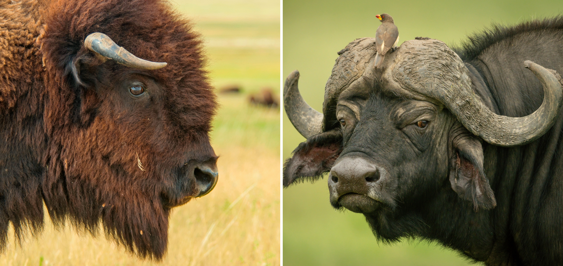 bison buffalo