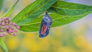 Monarch butterfly chrysalis hanging from a milkweed plant