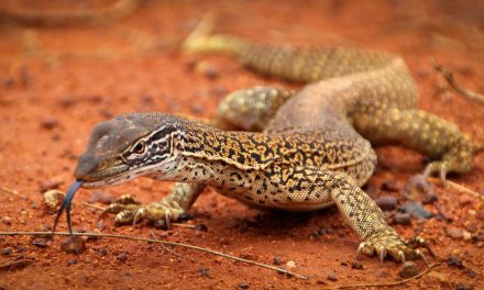 Animal Academics: Interspecies Teachers