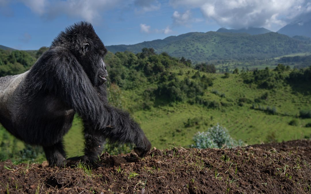 Primates, Plains Game & Predators Galore: Guiding a Gorilla Safari