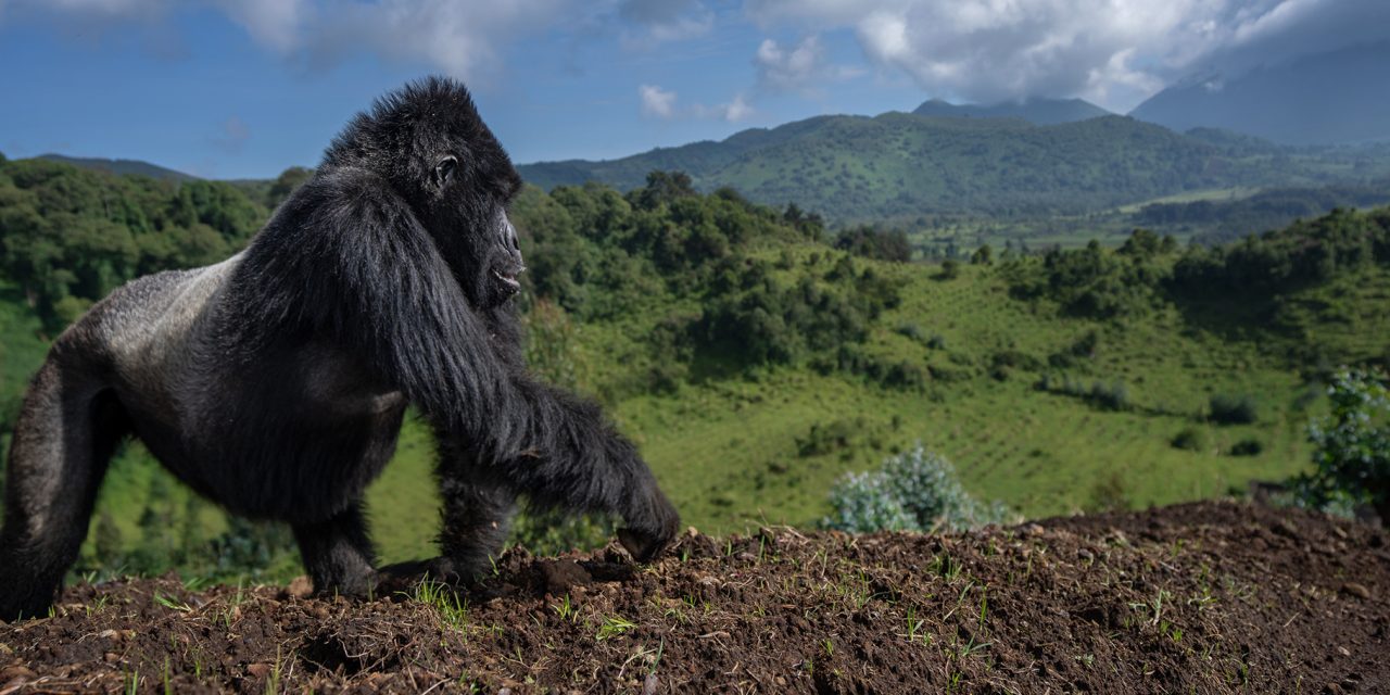 Primates, Plains Game & Predators Galore: Guiding a Gorilla Safari