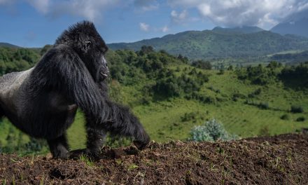 Primates, Plains Game & Predators Galore: Guiding a Gorilla Safari