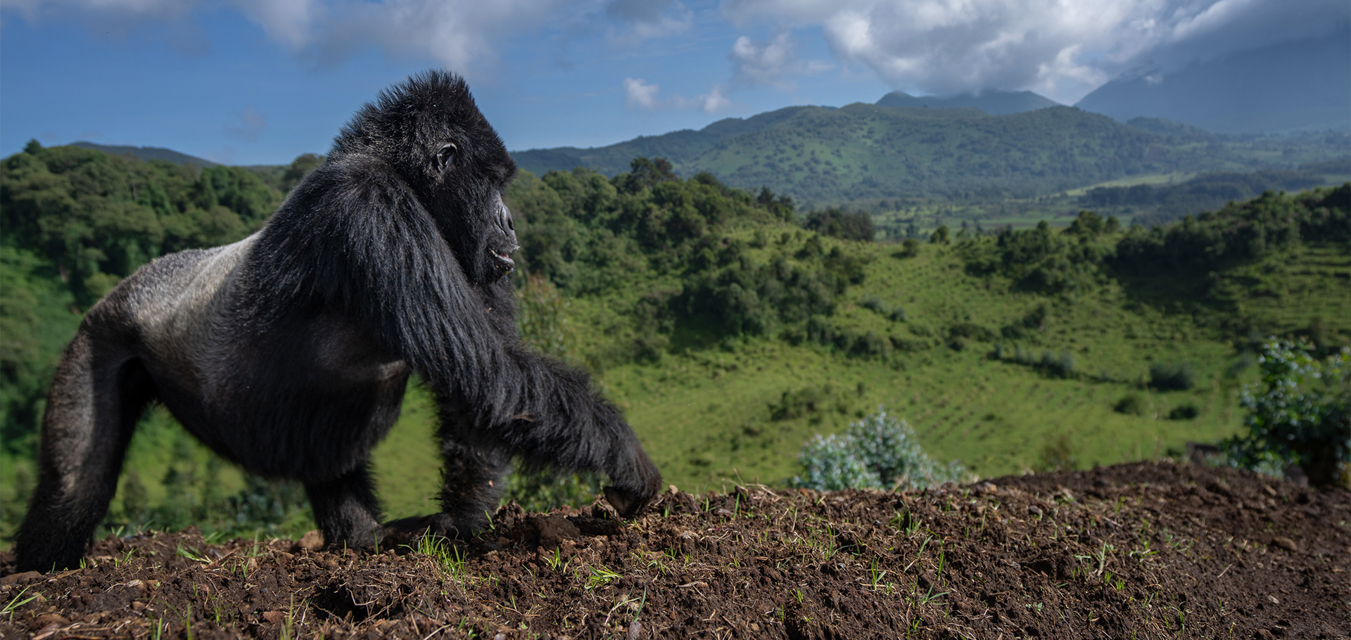 silverback gorilla africa uganda