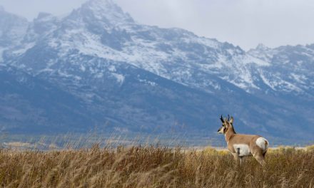 Needing Natural Habitats