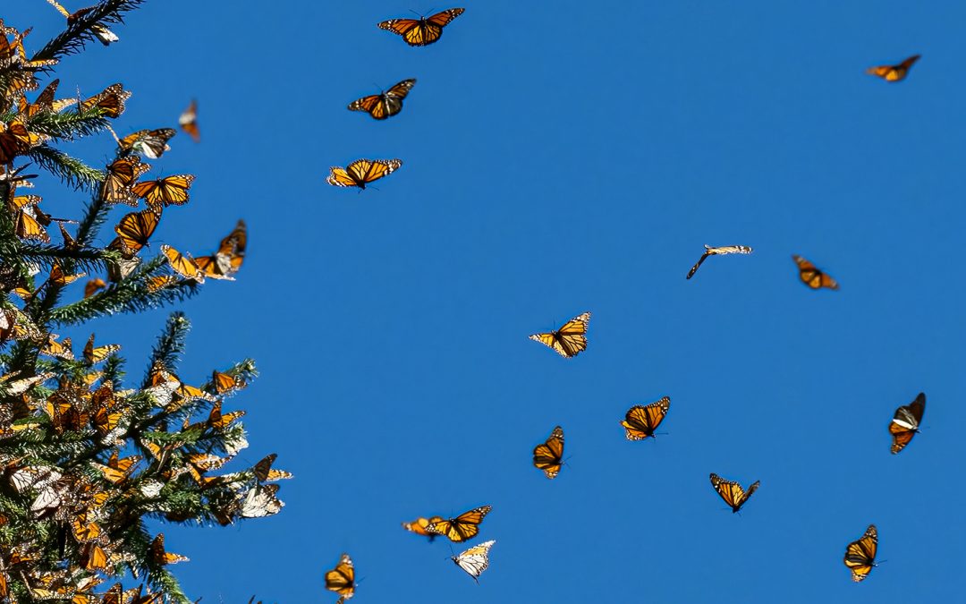Meet Schoolteacher Stacey Leffler, a Recipient of Nat Hab’s Monarch Butterfly Scholarship Grant 