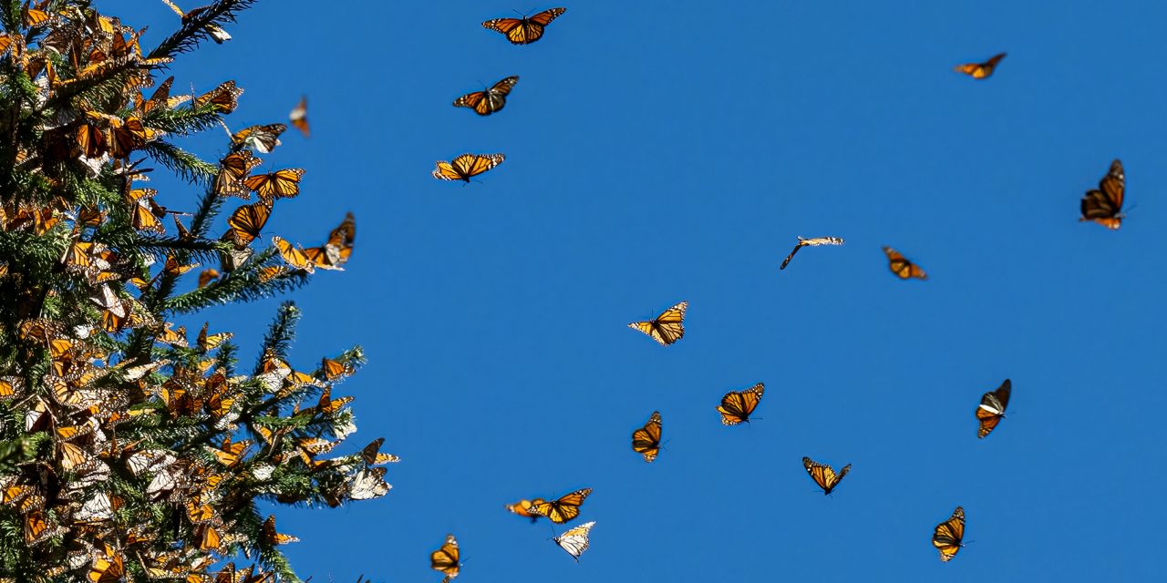 Meet Schoolteacher Stacey Leffler, a Recipient of Nat Hab’s Monarch Butterfly Scholarship Grant 