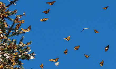 Meet Schoolteacher Stacey Leffler, a Recipient of Nat Hab’s Monarch Butterfly Scholarship Grant 