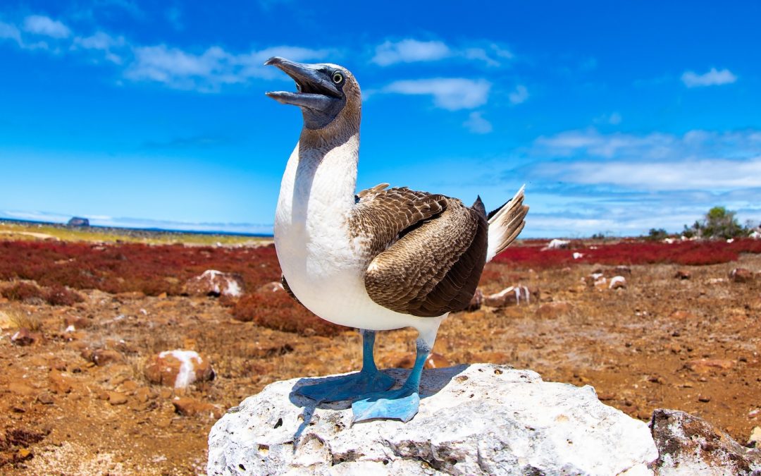 Capturing the Enchanted Isles: 11 Must-Take Galapagos Photos