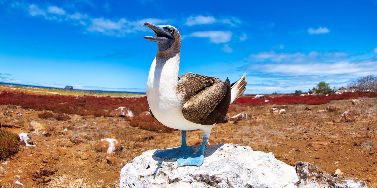 Capturing the Enchanted Isles: 11 Must-Take Galapagos Photos