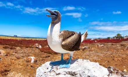 Capturing the Enchanted Isles: 11 Must-Take Galapagos Photos