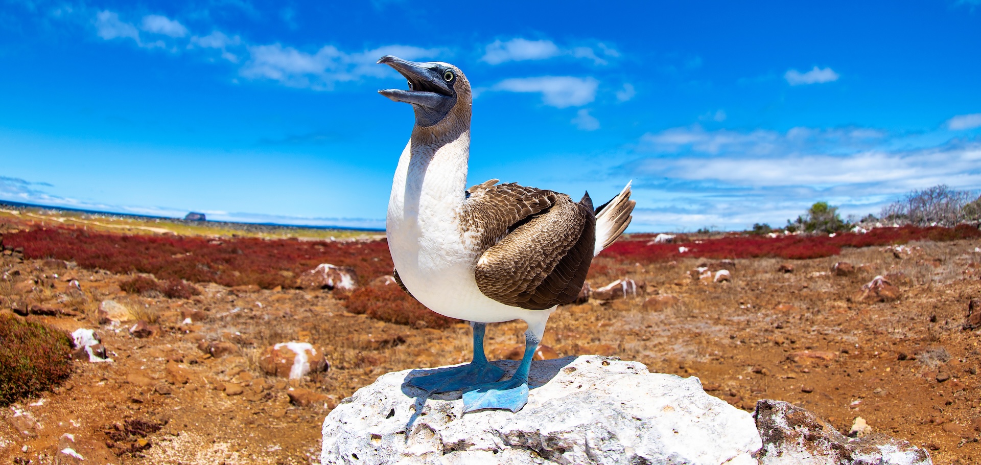 Galapagos blue-footed booby