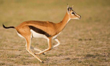 AI Advances and Robotic Strides in Conservation