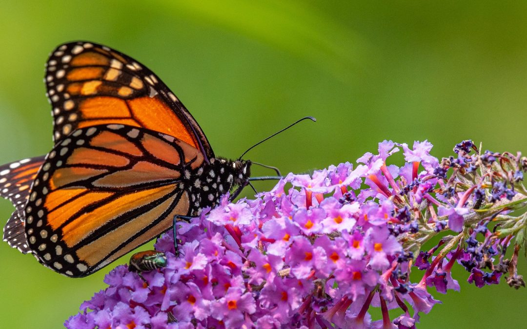 Butterfly Effect: Eco-Educator & Monarch Scholarship Winner Brings Positive Change to Underserved Communities