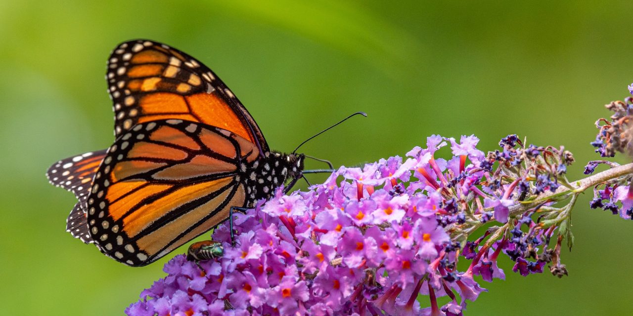 Butterfly Effect: Eco-Educator & Monarch Scholarship Winner Brings Positive Change to Underserved Communities