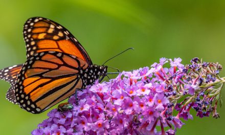 Butterfly Effect: Eco-Educator & Monarch Scholarship Winner Brings Positive Change to Underserved Communities
