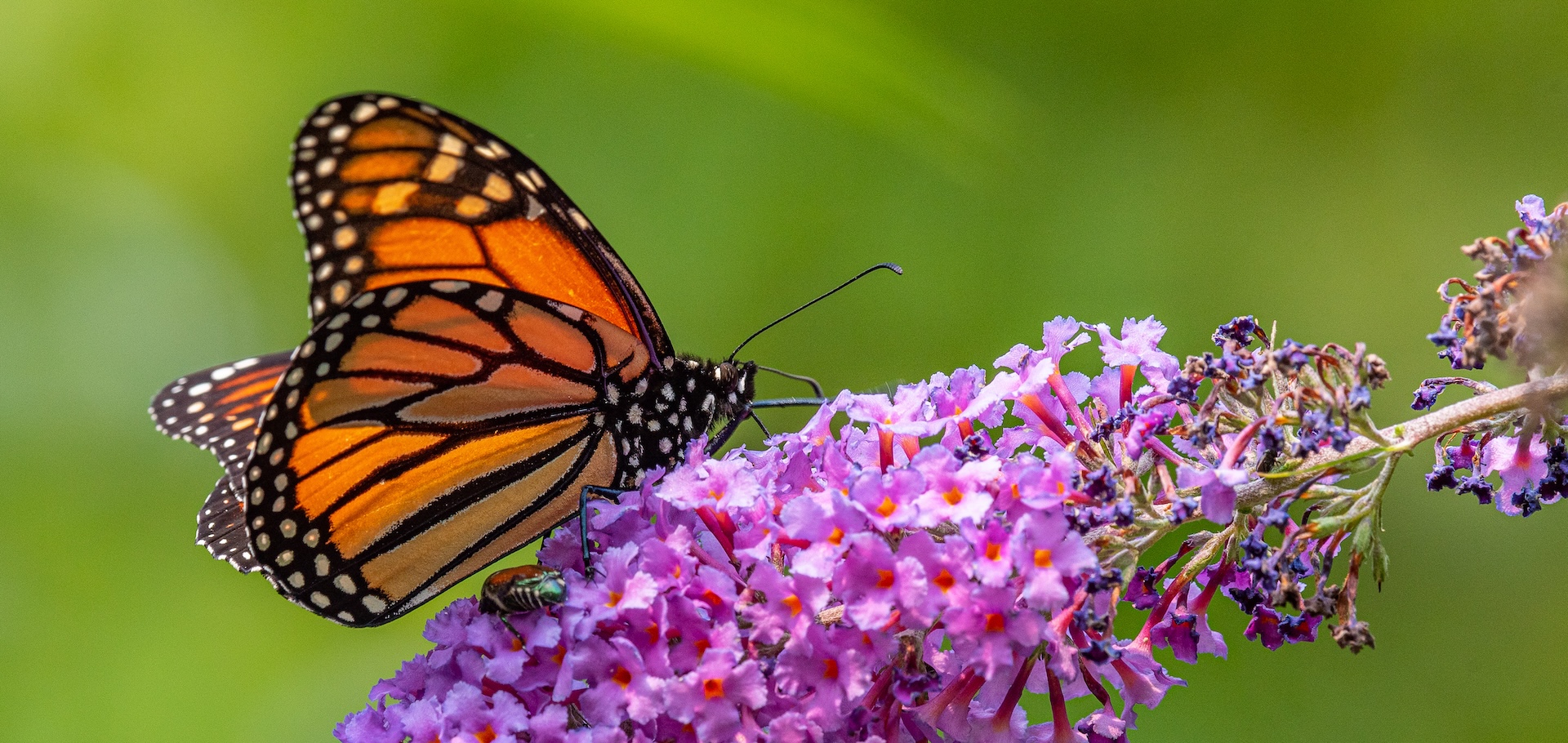 Monarch butterfly feeding from purple flowers of butterfly bush in garden